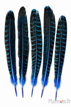 Pavone blu - 30-40 cm - turchese-bruno